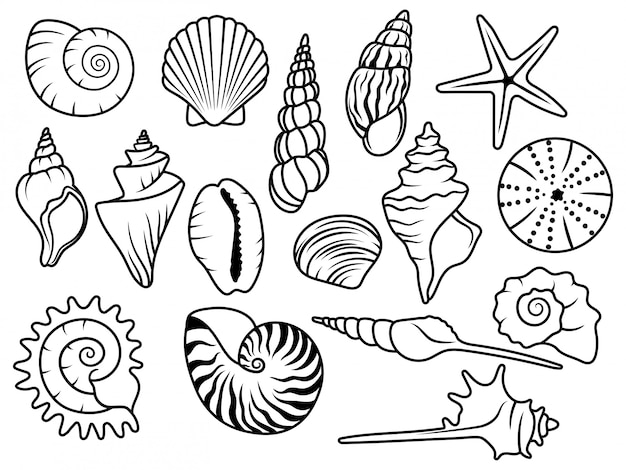 Seashell coloring page images