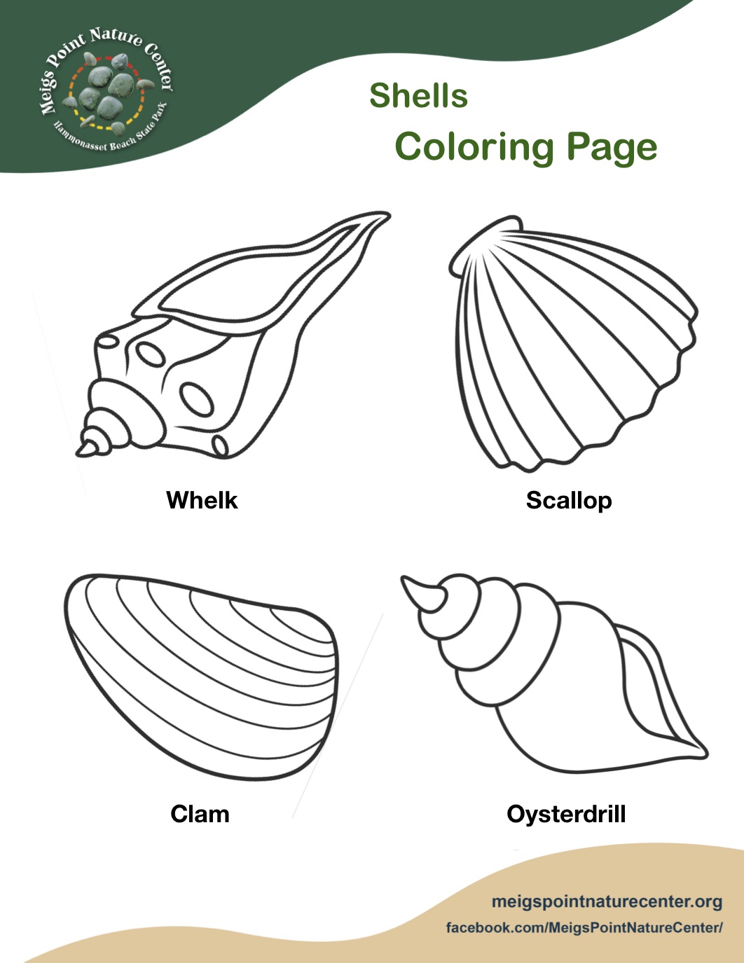 Shells coloring page