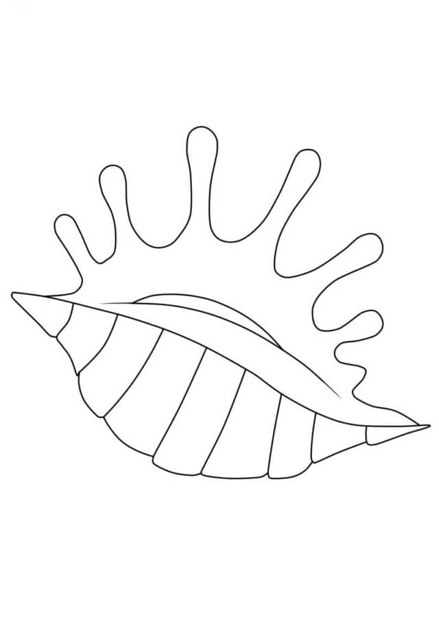 Nice seashell coloring page