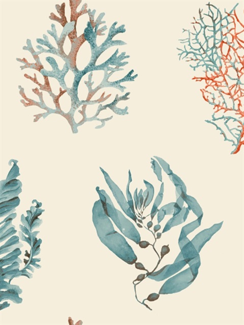 Download Free 100 + seaweed Wallpapers