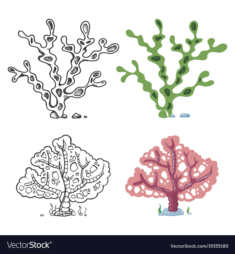 Seaweeds coloring page with bright sample