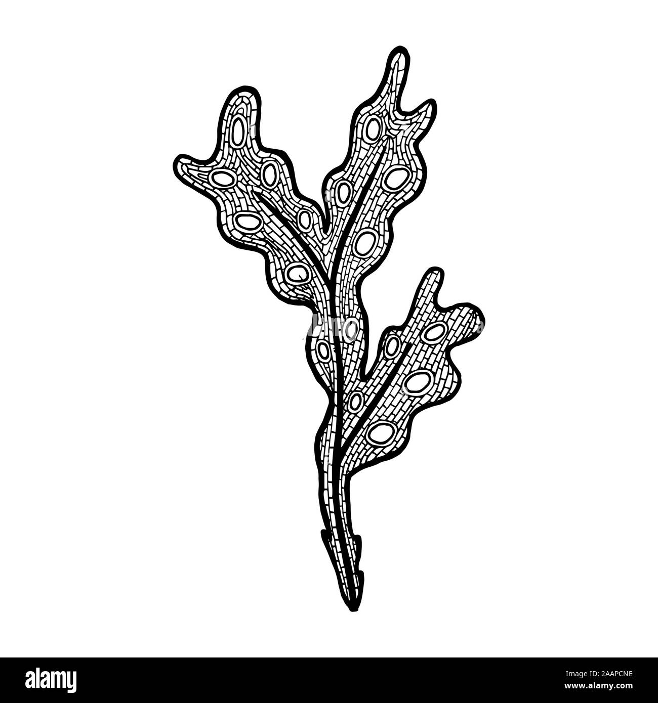 Vector illustration of hand drawn seaweed