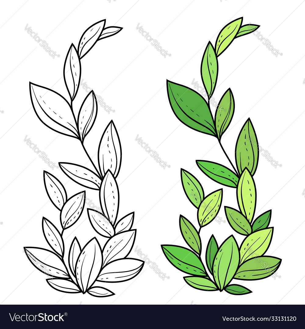 Green seaweed coloring book linear drawing vector image