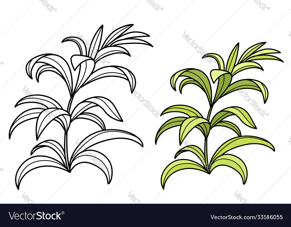 Seaweed coloring book linear drawing isolated vector image