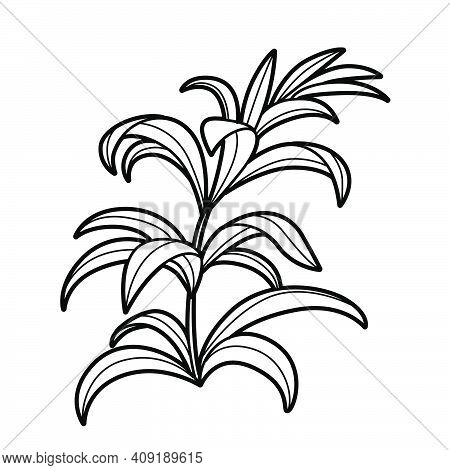 Seaweed coloring book vector photo free trial bigstock