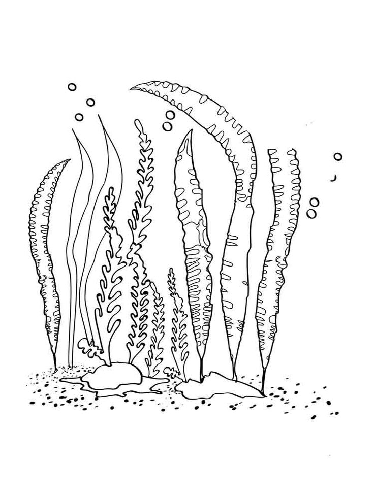 Seaweed loring pages download and print seaweed loring pages in loring pages fish patterns loring pages to print