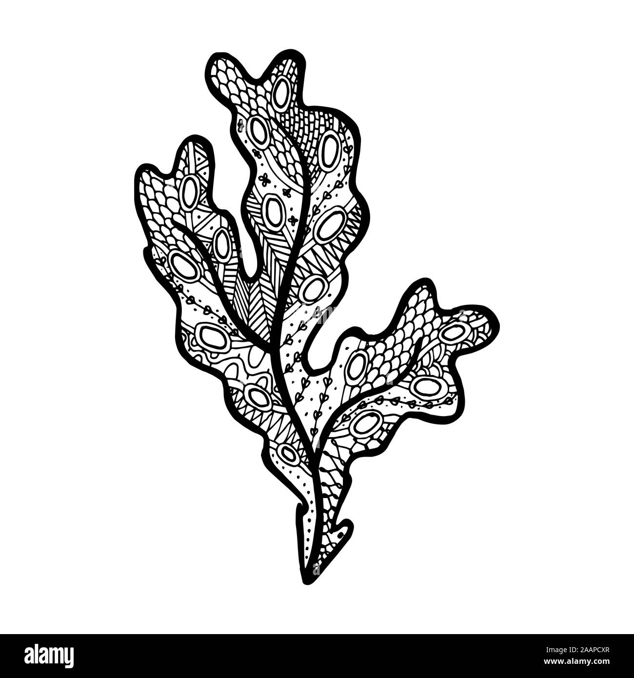 Vector illustration of hand drawn seaweed