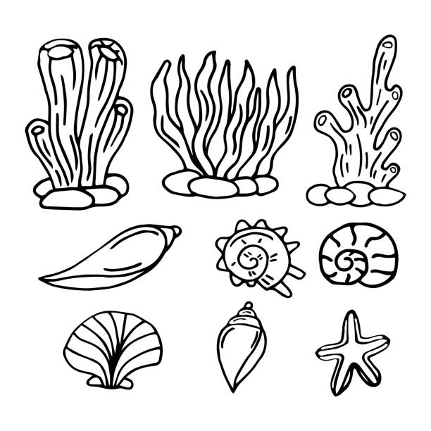 Seaweed set water grass freehand coloring book vector illustration isolated on white background stock illustration