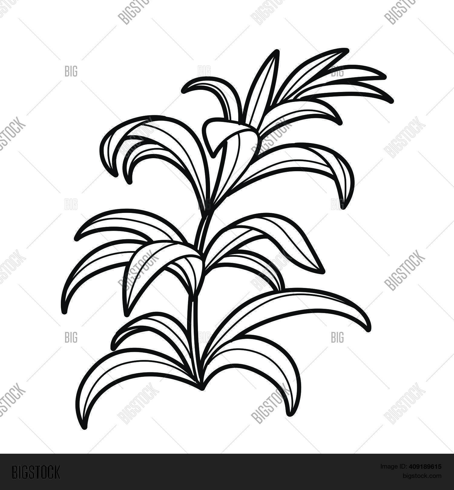 Seaweed coloring book vector photo free trial bigstock