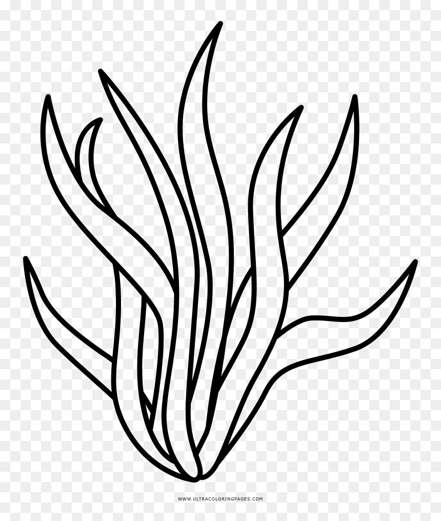 Seaweed coloring page