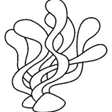 Seaweeds coloring pages