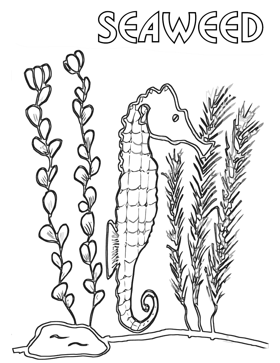 Seaweed coloring pages coloring pages to download and print