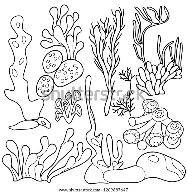 Coloring book children adults set seaweed stock vector royalty free