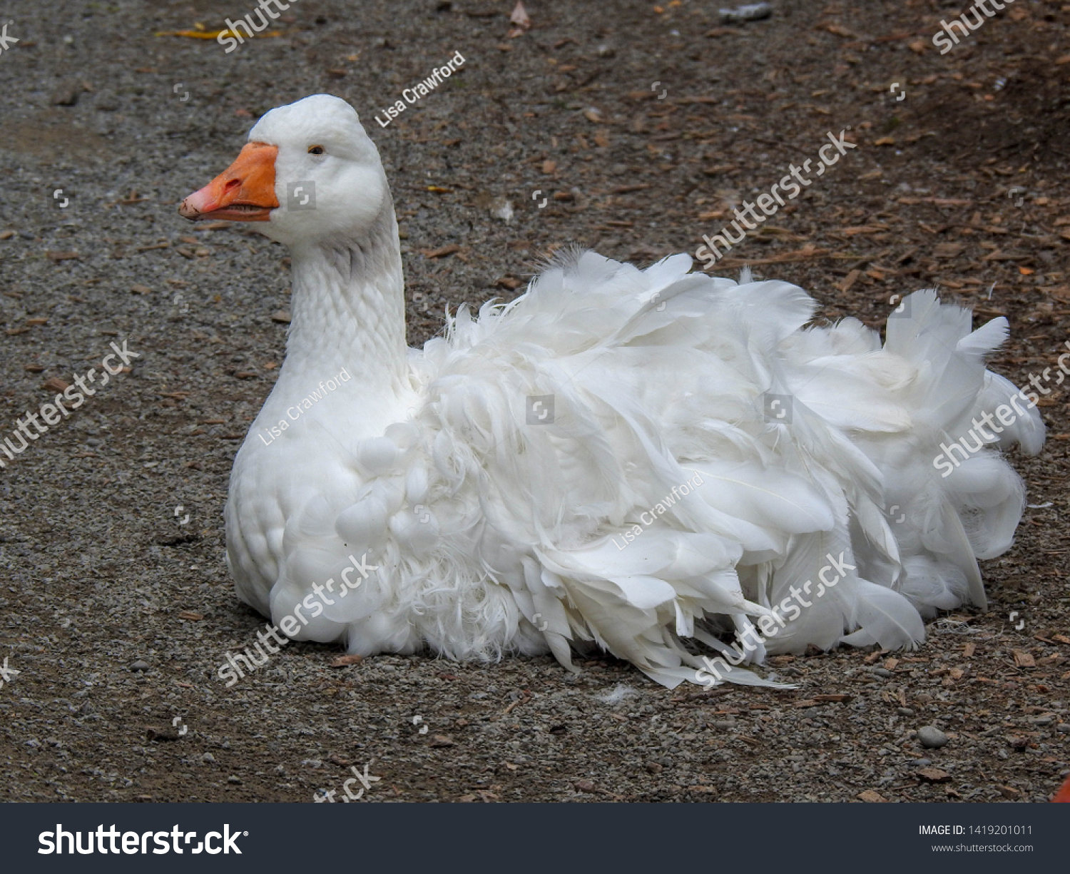 Sebastopol geese images stock photos d objects vectors