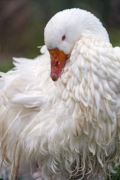 Sebastopol goose for sale as framed prints photos wall art and photo gifts