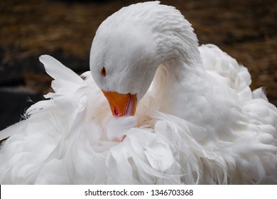 Sebastopol goose images stock photos d objects vectors