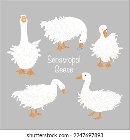 Sebastopol goose images stock photos d objects vectors