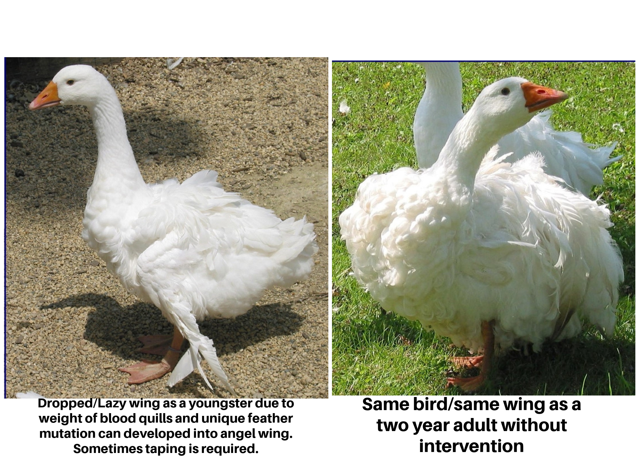 Evaluating sebastopol â national sebastopol geese association