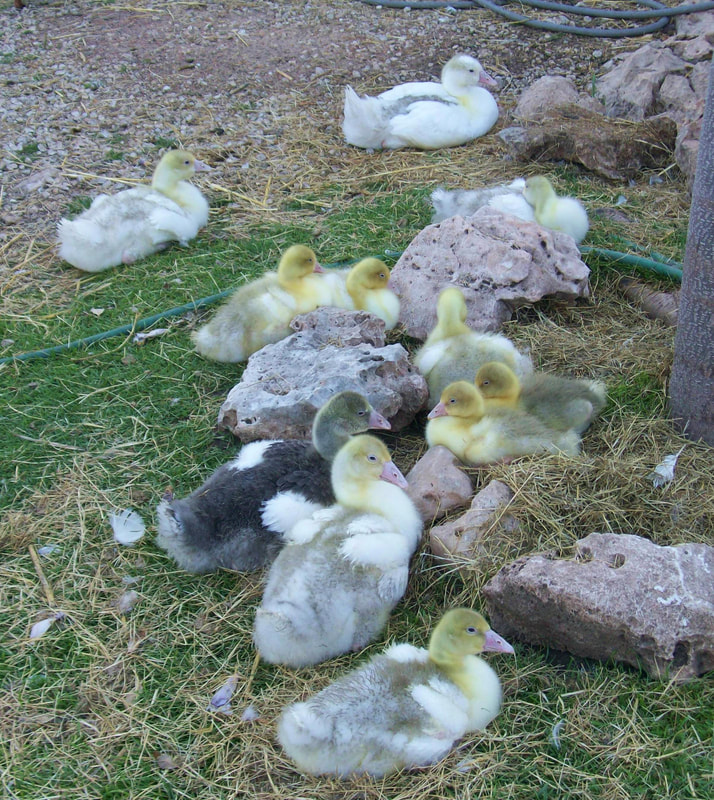 Sebastopol geese