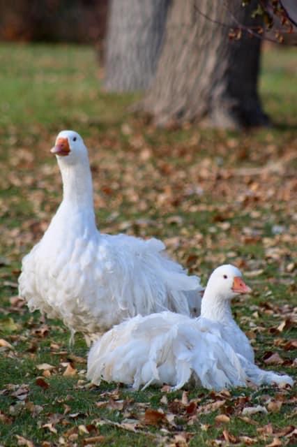 Breeding poultry archives