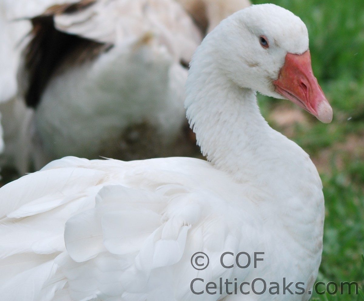 Sebastopol geese