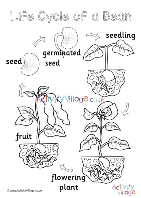 Bean life cycle louring page