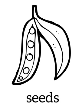 Seeds coloring sheet by wild hope academy tpt