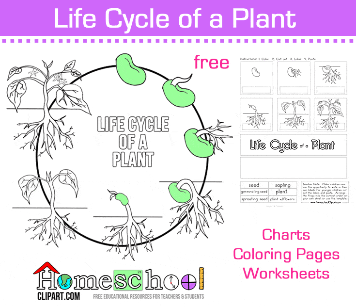 Seed to plant coloring worksheet