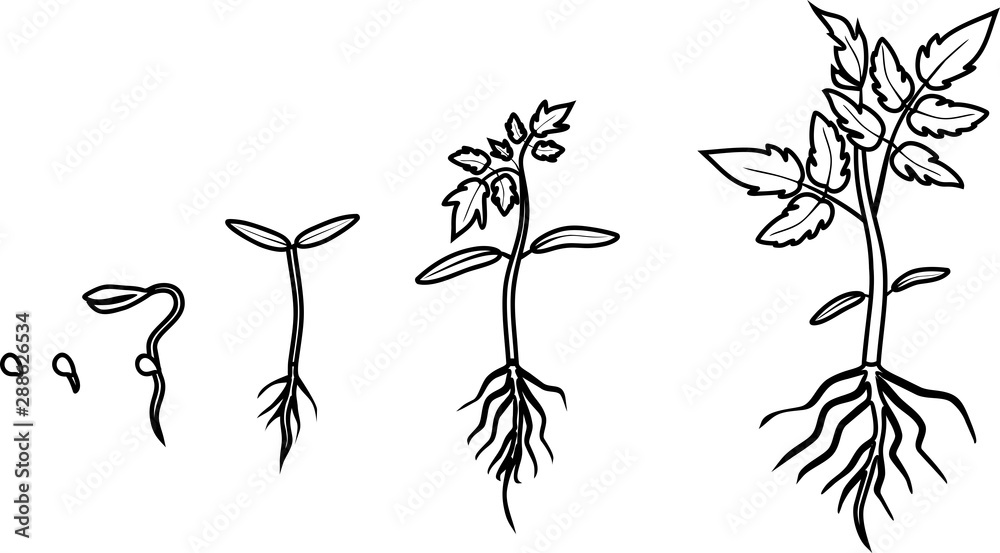 Coloring page life cycle of tomato plant growth stages of tomato plant from planting a seed to sprout with leaves isolated on white background vector