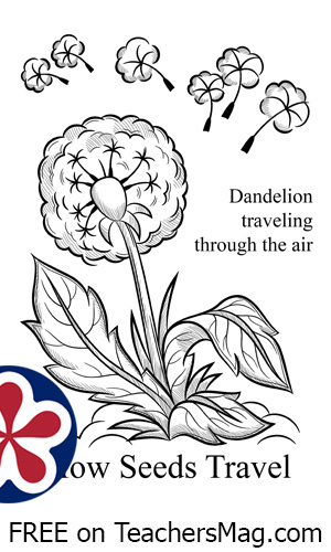 How plants travel coloring page for preschoolers