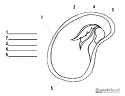 Seed to plant coloring worksheet