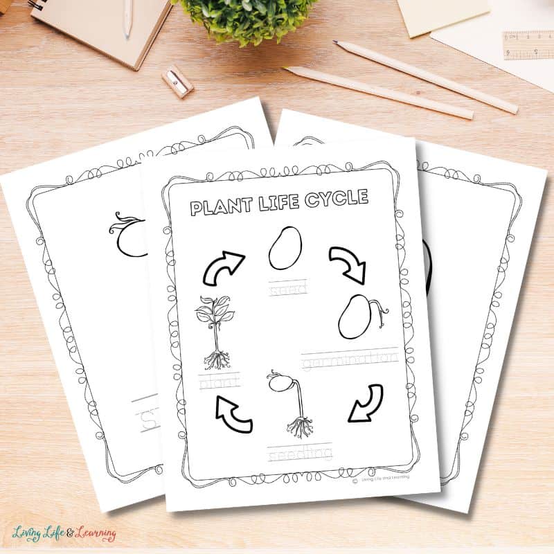 Plant life cycle coloring pages