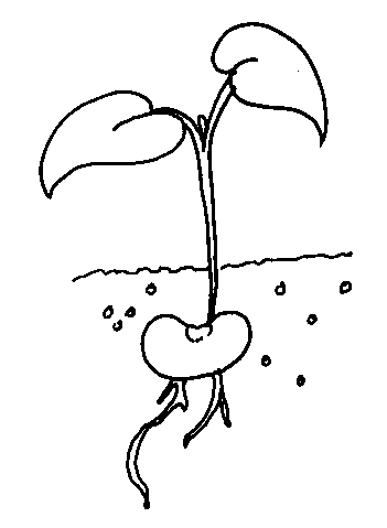 Click here for seed to plant coloring page coloring pages coloring pictures cute doodle art