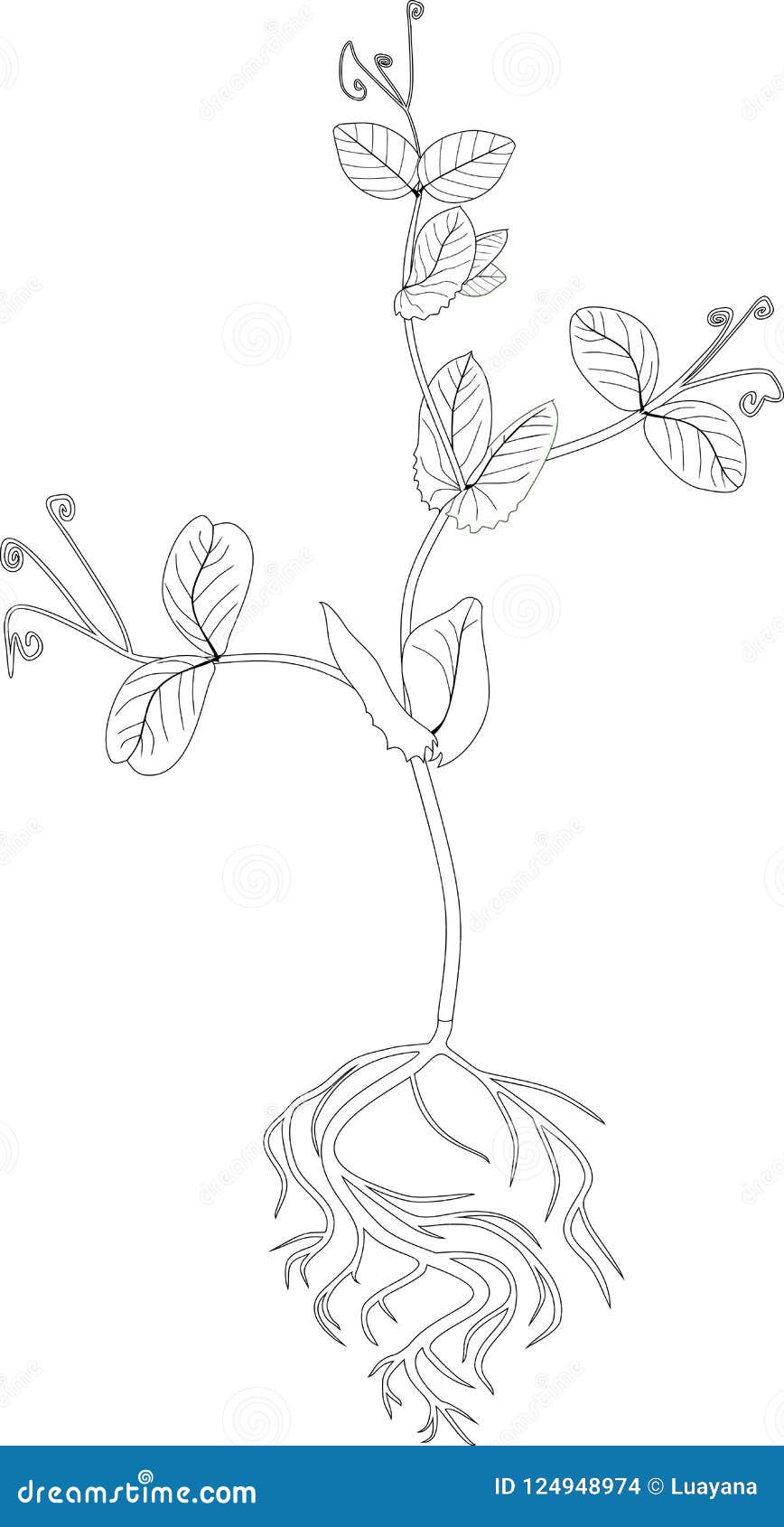 Coloring page seedling of pea with root system stock vector