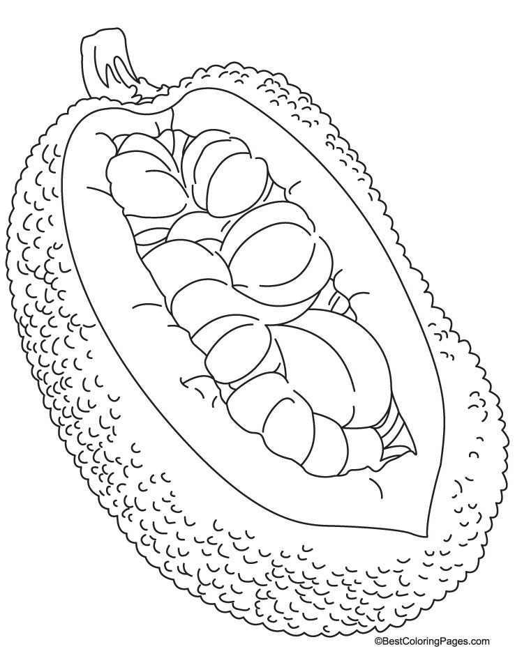 Jackfruit and big seeds coloring pages download free jackfruit and big seeds coloring pages for kids best coloring pages