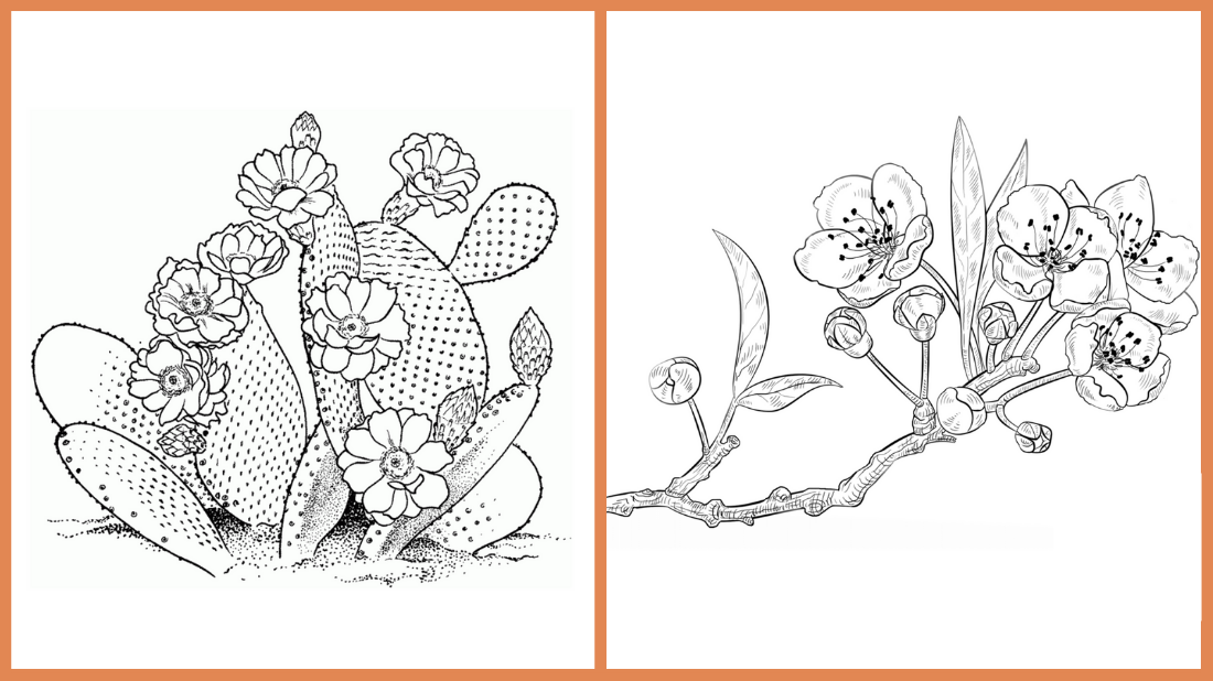 Seeds of fun cherry blossoms and cactus flower coloring pages