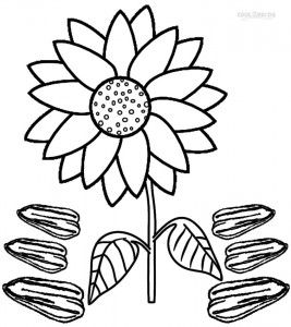 Sunflower seeds coloring pages sunflower coloring pages fruit coloring pages coloring pages