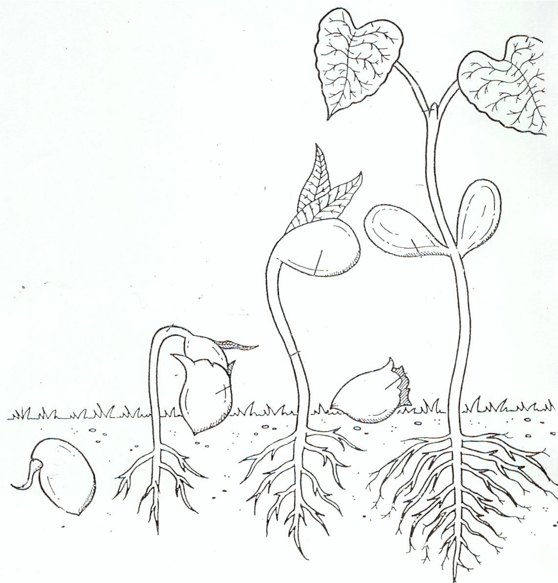 Life cycle coloring page of a seed to plant a life cycles flower life cycle coloring pages