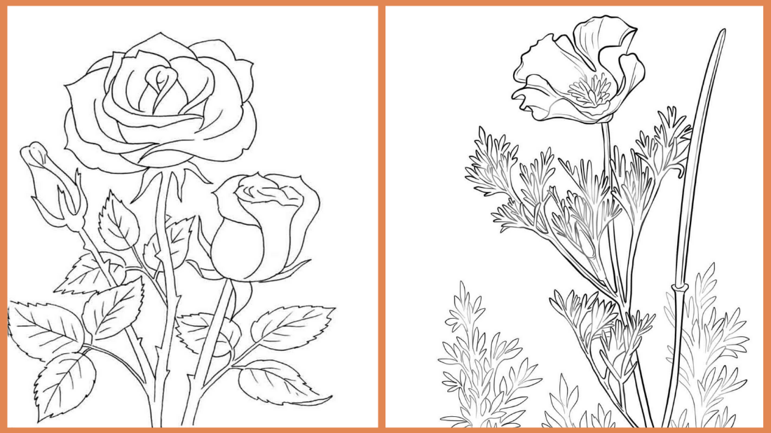 Seeds of fun rose and poppy coloring pages