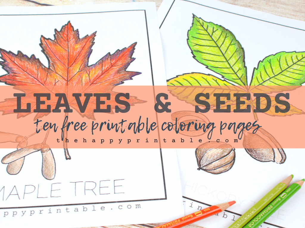 Printable leaf and seed coloring pages the happy printable