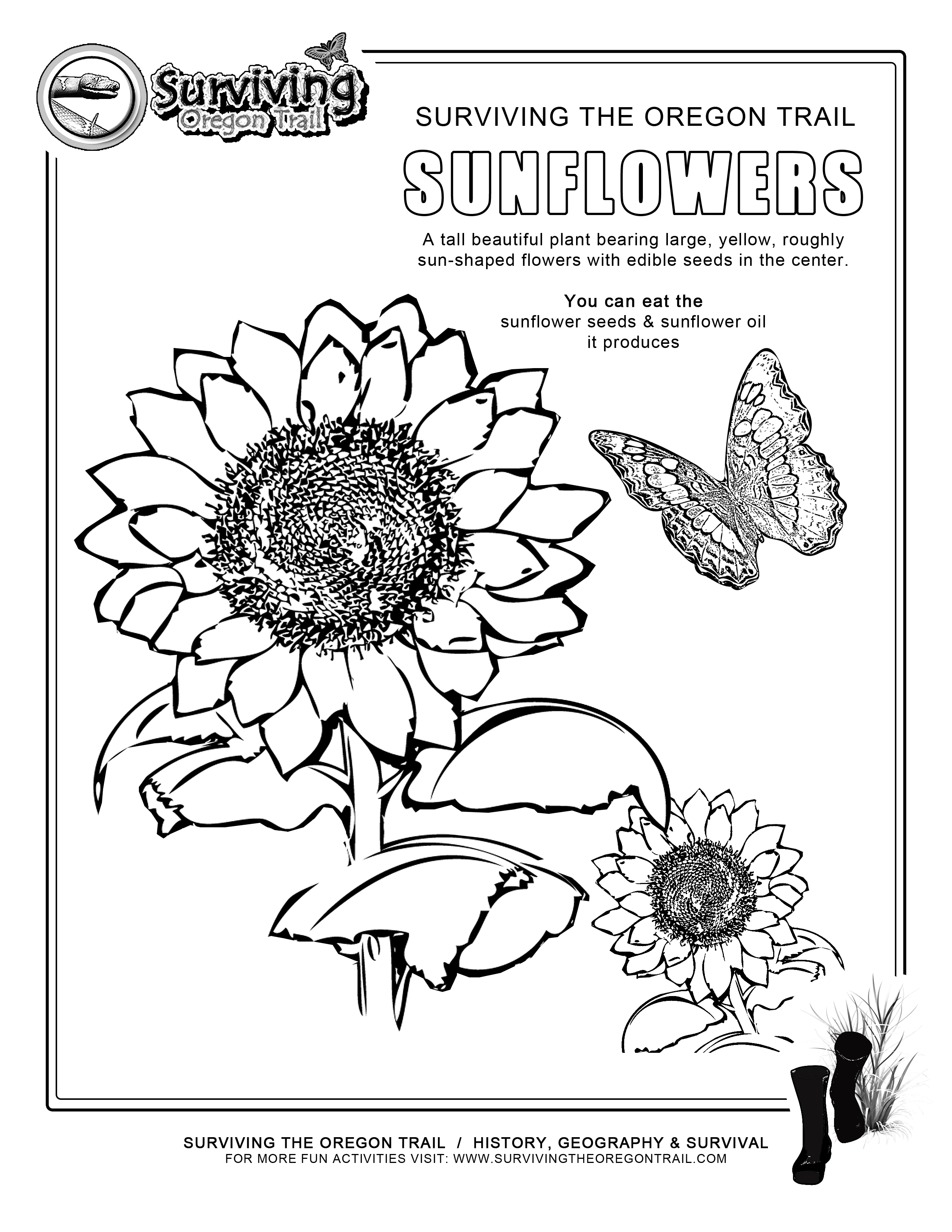 Coloring page sunflowers