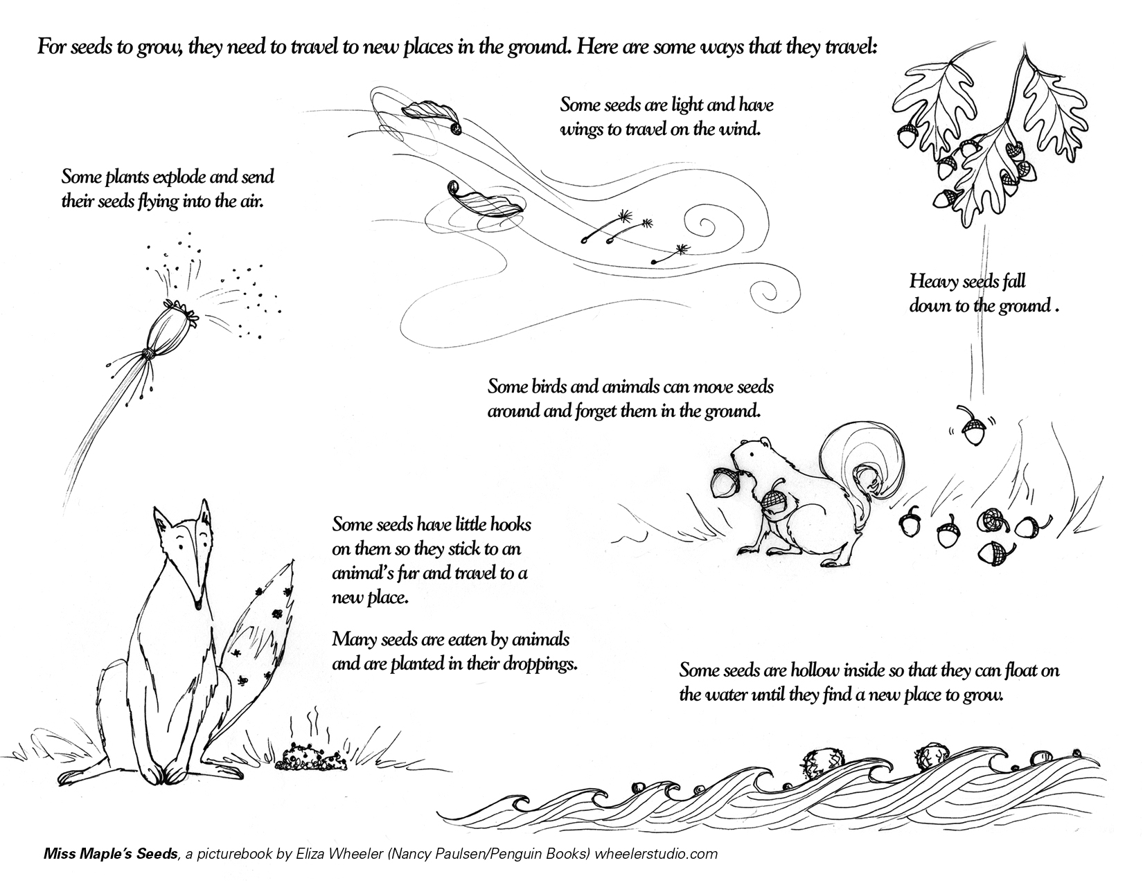 Miss maples seeds activity sheets â wheeler studio