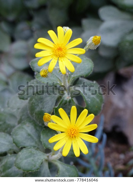 Senecio medley woodii images stock photos d objects vectors