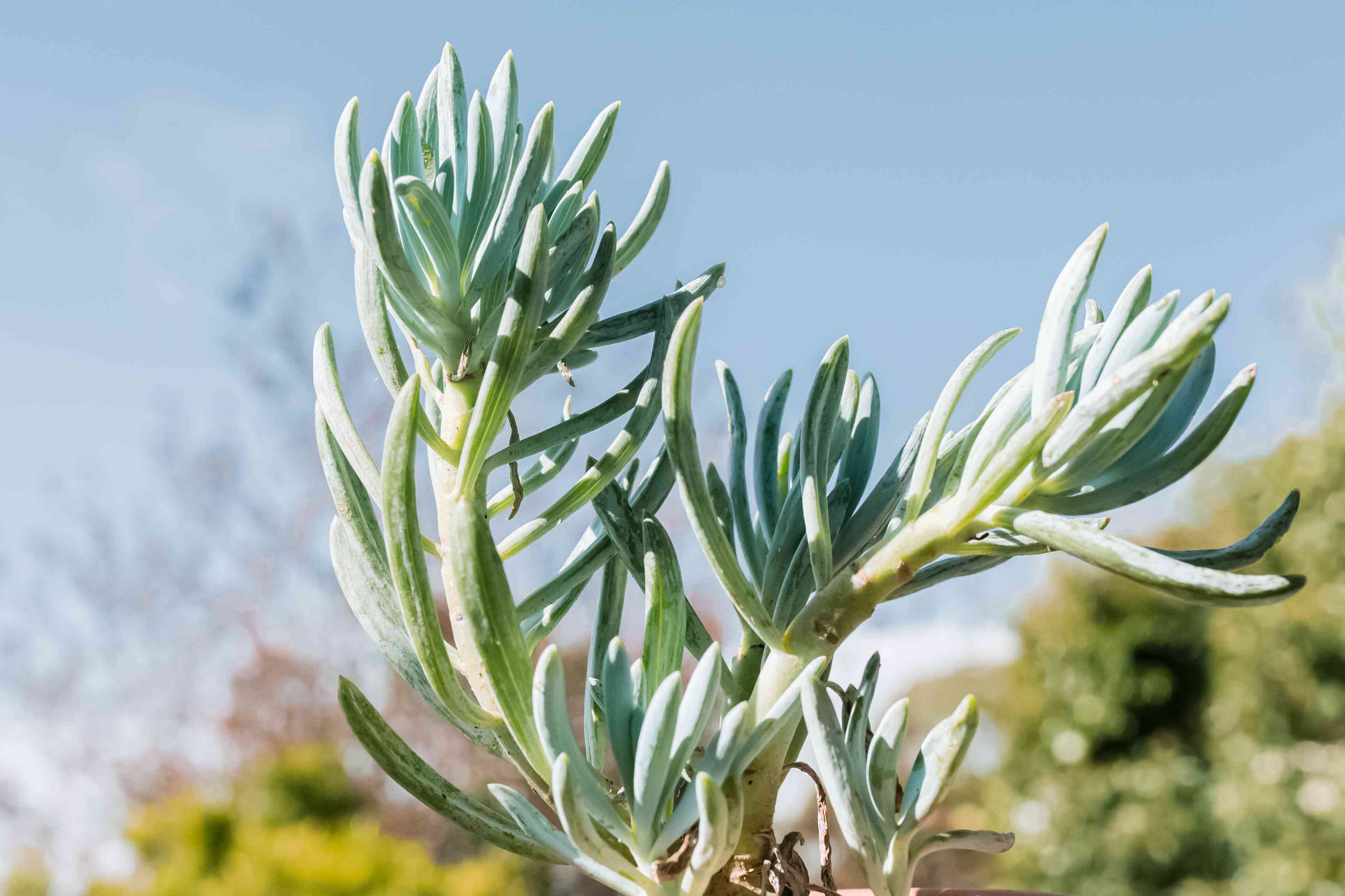 How to grow and care for succulent senecio plants