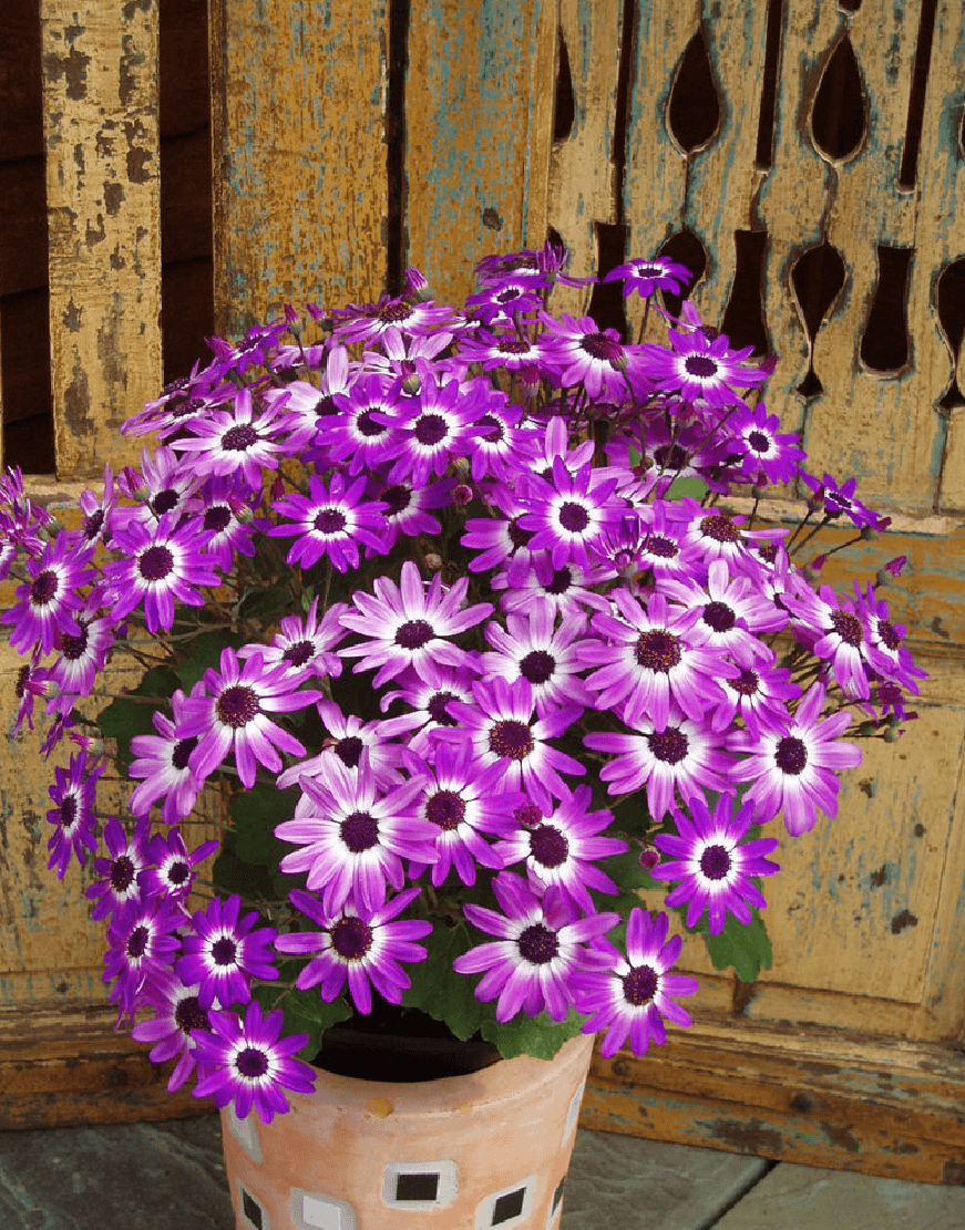 Senetti violet bicolor colorful early pact pericallis senecio