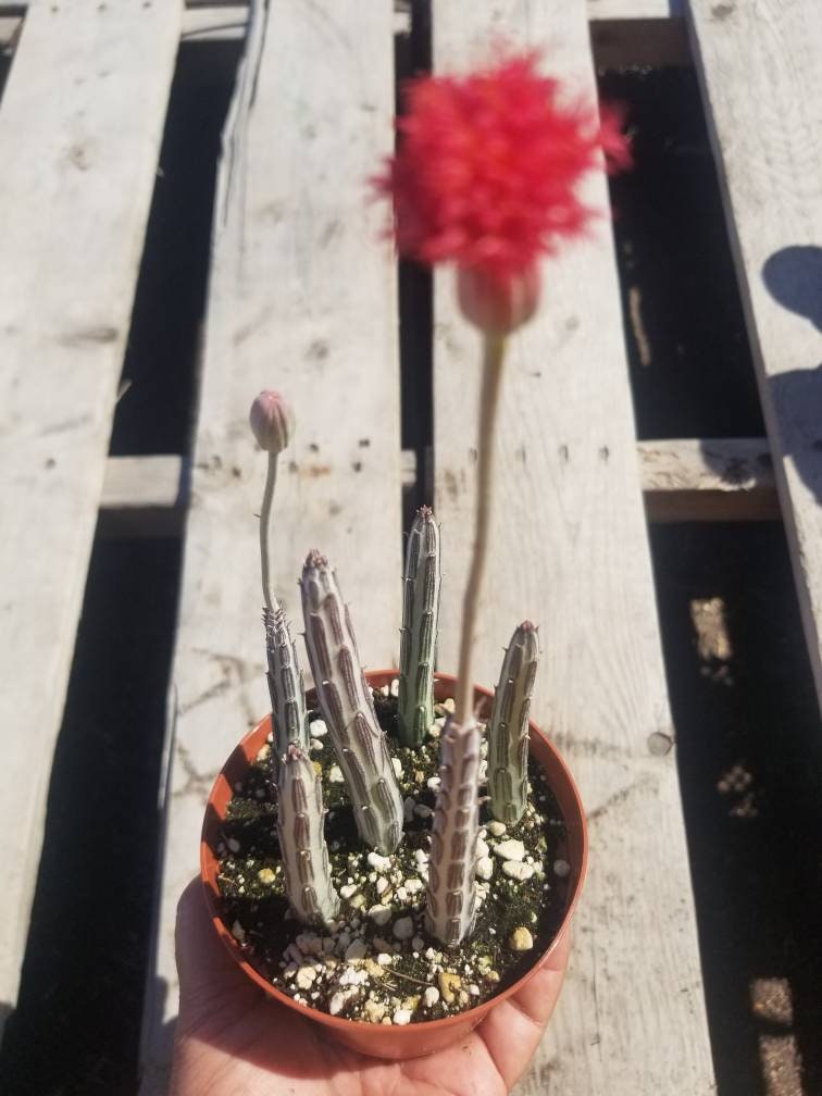 Senecio stapeliformis pot â beaultiful desert plants