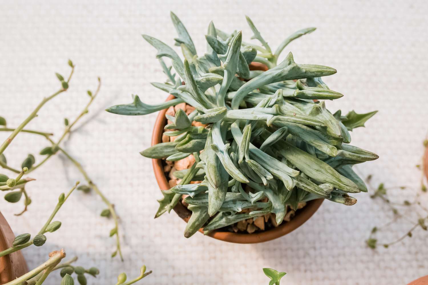 How to grow and care for succulent senecio plants