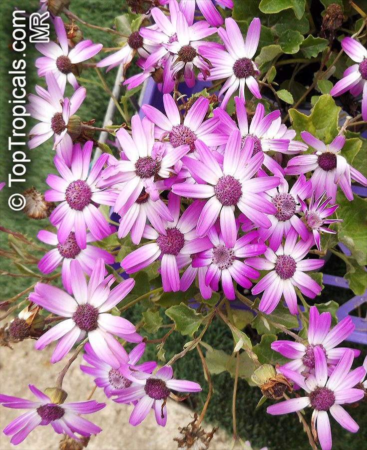 Pericallis x hybrida senecio cruentus senecio x hybrida florists cineraria