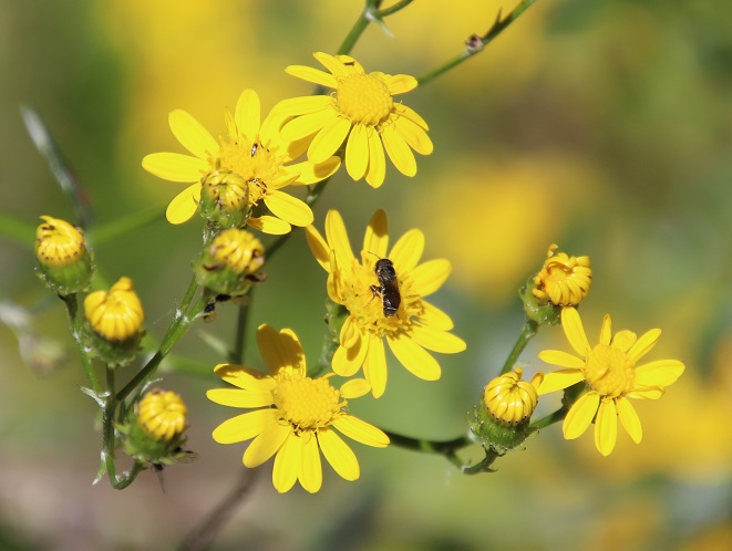 Senecio pterophorus ii â something over tea