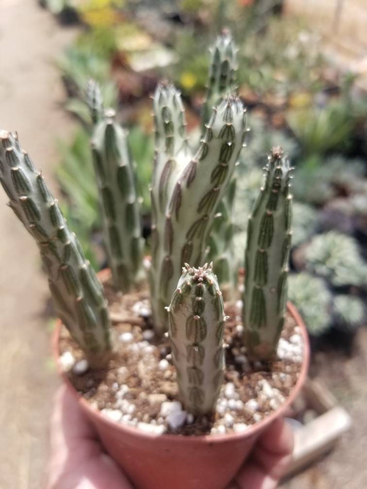 Senecio stapeliformis pot â beaultiful desert plants